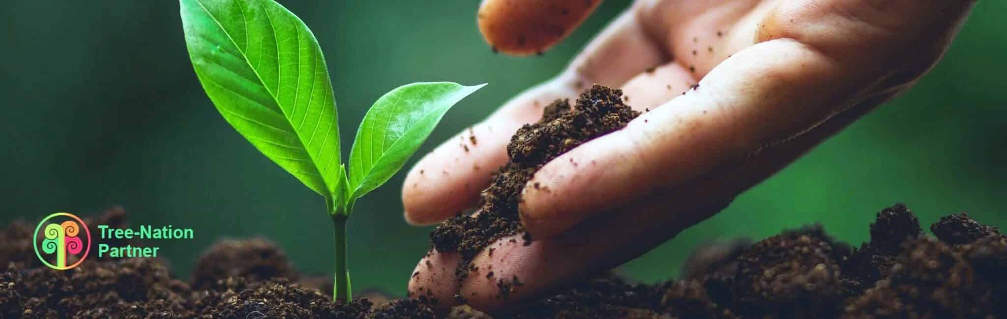 **Alt text (Italiano):** Piantina verde in crescita simbolo di sostenibilità ambientale.