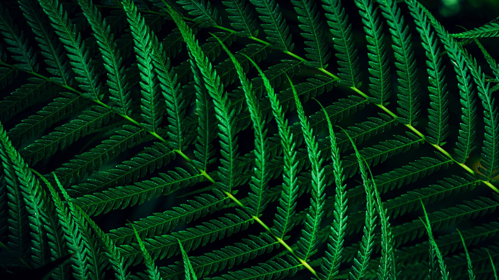 PHILIPS 27 16:9 WLED 1920X1080 75HZ